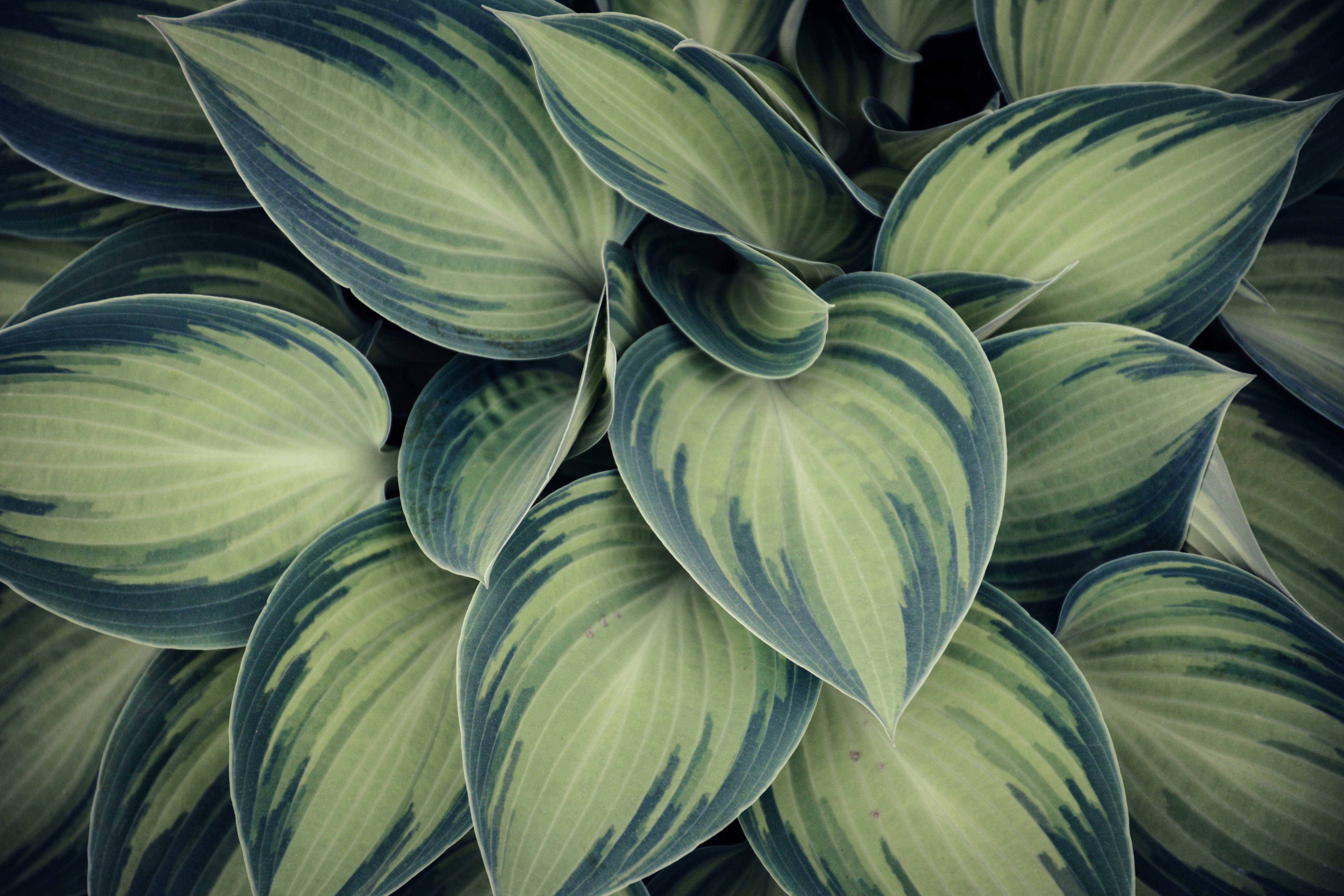  Leaves