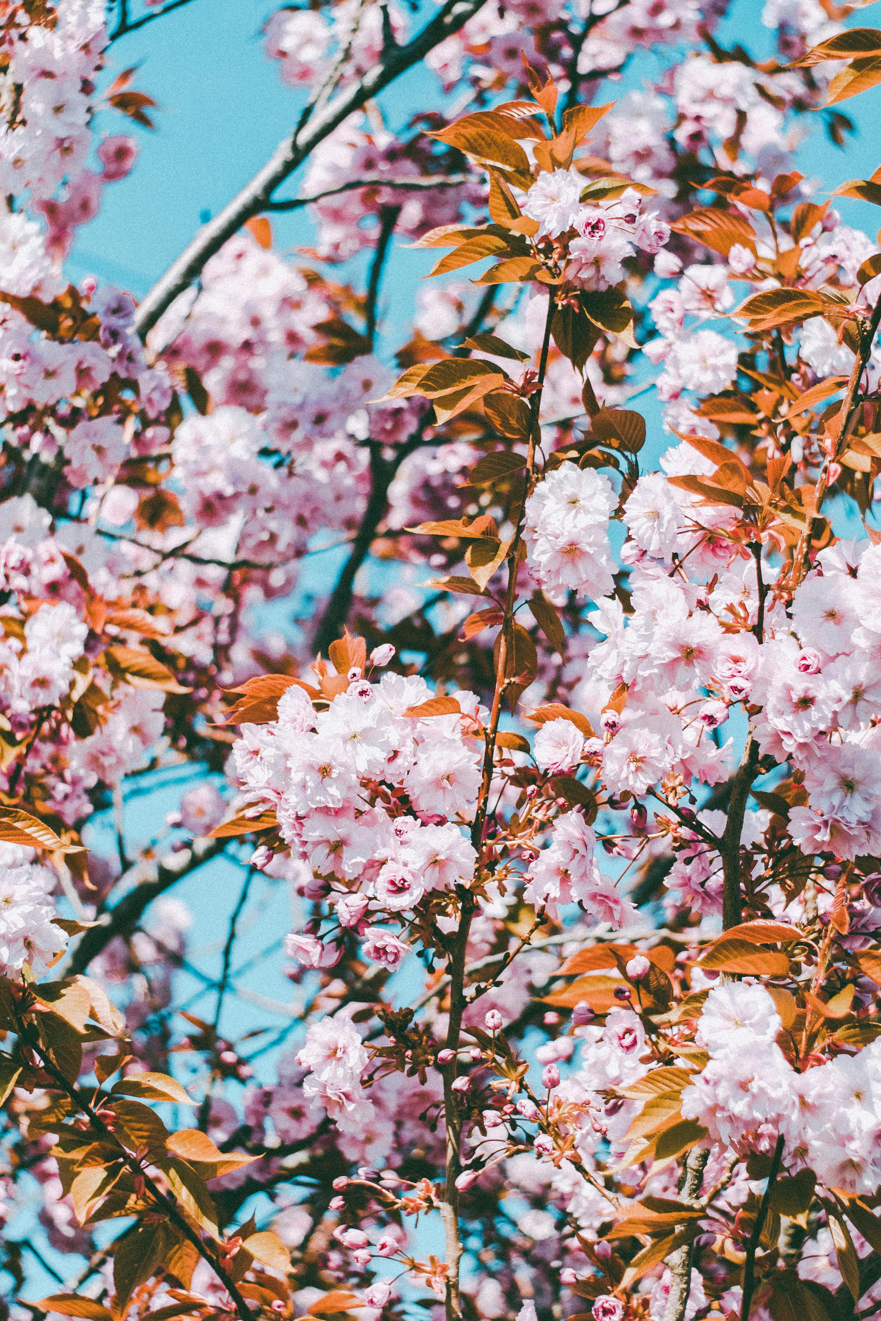 Sakura Tree